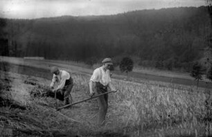 Getreidemahd auf dem Sander-Feld