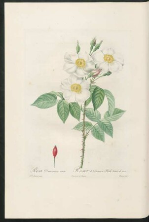 Rosa Damascena. subalba. Rosier de Damas à Pétale teinte de rose. Chapuy sculp.