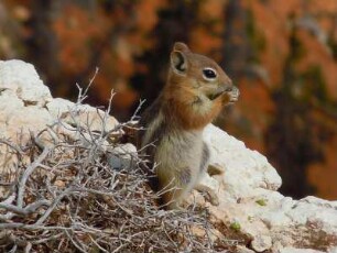 Eichhörnchen im Cedar Breaks Naturschutzgebiet