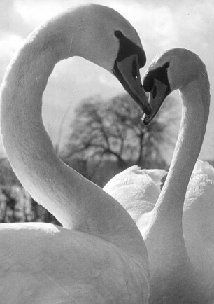 Schwäne auf der Alster. Das Paar ist ein Herz und eine Seele