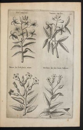 Taf. 23. [Viola, Dentaria und Nicotiana tabacum]