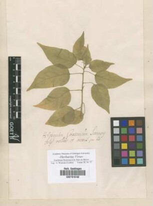 Heliotropium