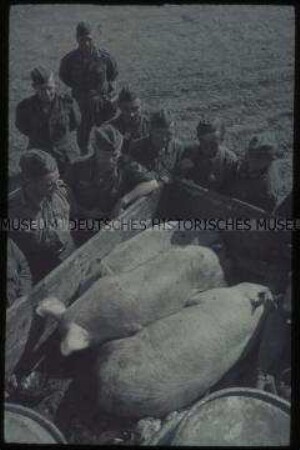 Soldaten begutachten Schweine auf einem LKW
