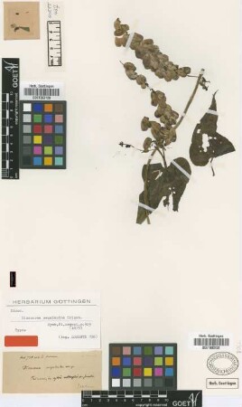 Dioscorea megalantha Griseb. [holotype]