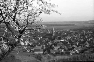 Ihringen: Blühender Kirschbaum und Blick auf den Ort