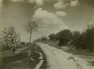 Landstraße : Landstraße mit blühenden Bäumen