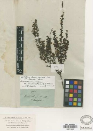 Acacia strigosa brevifolia Meissner