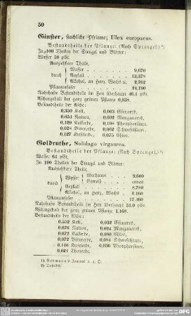 Ginster, stachliche Pfrieme; Ulex europaeus