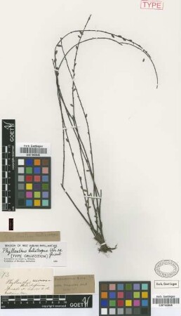 Phyllanthus heliotropus C.Wright ex Griseb. [type]