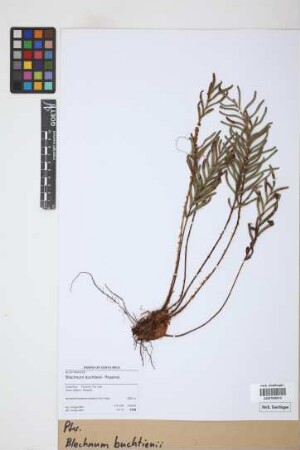 Blechnum buchtienii Rosenst.
