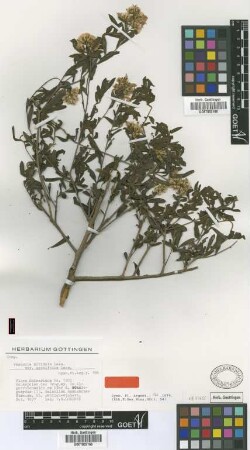 Vernonia nitidula Less. var. autifolia Griseb.[type]