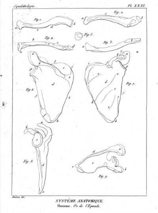 Pl. XXXI. Systême Anatomique. Homme. Os de l'Epaule.