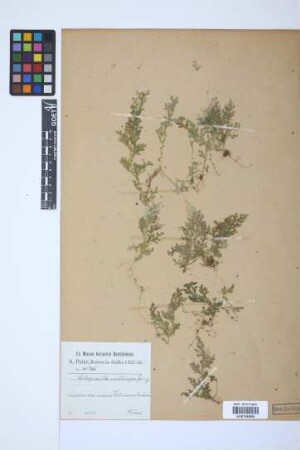 Selaginella molliceps Spring.