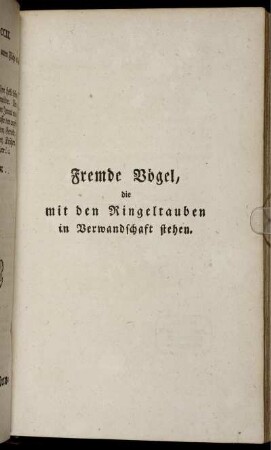 Fremde Vögel, die mit den Ringeltauben in Verwandschaft stehen.