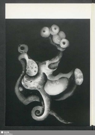 Selbstbewusste Mollukse