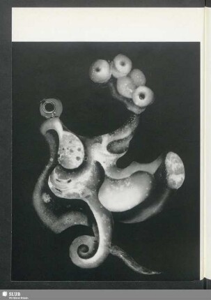 Selbstbewusste Mollukse