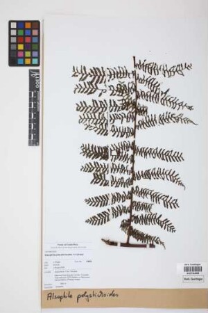 Alsophila polystichoides Christ