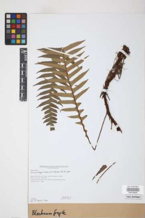 Blechnum fragile (Liebm.) C.V. Morton & Lellinger