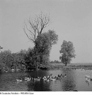 Mecklenburg. Dorfweiher mit Gänsen