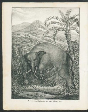 Tafel: Kampf des Elephanten mit dem Rhinozeros.