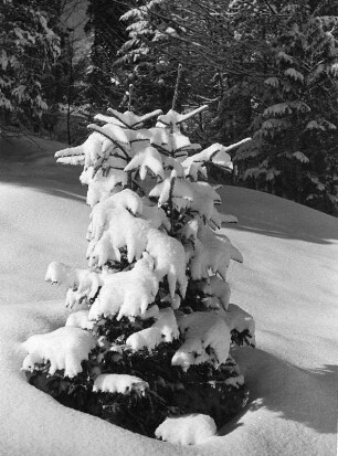 Tanne im Winter