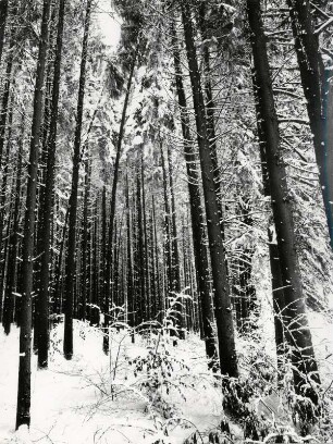 Baumstämme mit Schnee