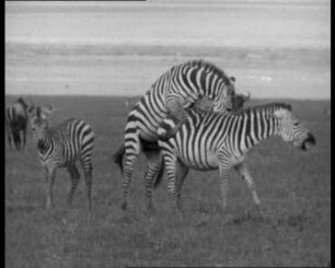 Equus quagga (Equidae) - Paarungsverhalten
