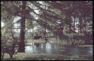 Teich mit Bäumen