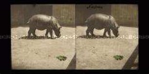 Nashorn, Sumatra-Nashorn, Zoologischer Garten Berlin