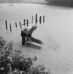 Binsen und Wasserlinsen. Mann in einem mit Wasserlinsen bedeckten Gewässer