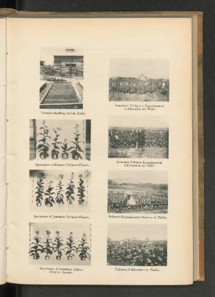 Specimens of Japanese Tobacco Plants.