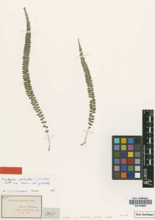 Davallia pulchella (J.Sm.) Hook.