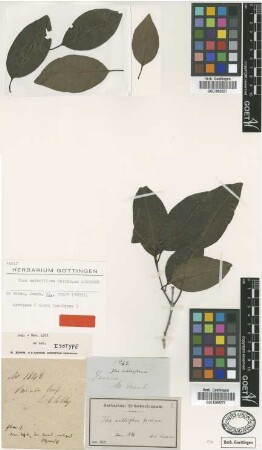 Ilex subtriflora Griseb. ex Loesener [type]
