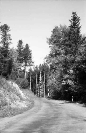 Berau: Landstraße mit Wald bei Berau