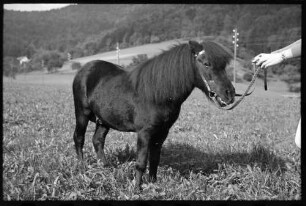 Glotterbad: Shetland Pony, Tochter Wiards