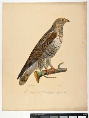 Falco Lagopus. Linn. Der rauhfüßige Bussard. Mas. - Raufußbussard. Buteo lagopus; mas. - Zeichner: Ambrosius Gabler; Stecher: Johann Carl Bock