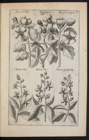 Taf. 39 [Alcea und Blattaria]