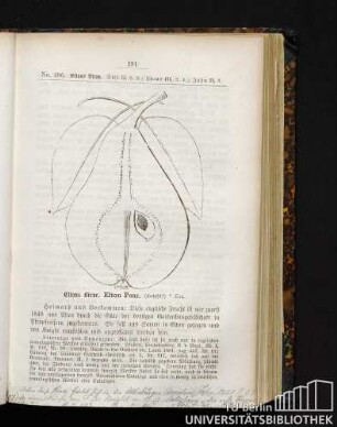 232. Eltons Birne. Elton Pear.