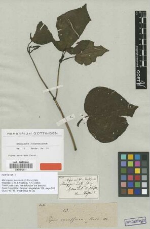 Piper excelsum G.Forst. [type]
