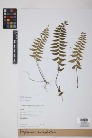 Asplenium auriculatum Sw.