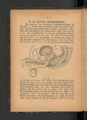 II. Die männlichen Geschlechtswerkzeuge.