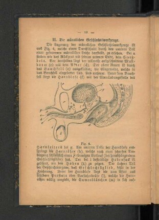 II. Die männlichen Geschlechtswerkzeuge.