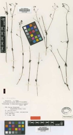 Galium megalanthum Boiss. [isotype]