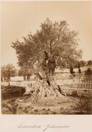 305. 86 Olivier du jardin de Gethsemanie. Jérusalem