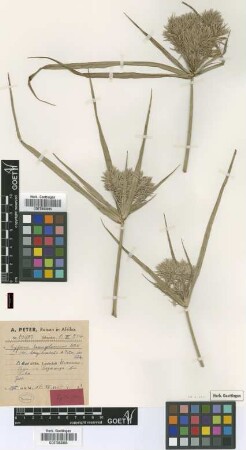 Cyperus hemisphaericus Boeckeler var. longibracteus Peter in Kük.[type]