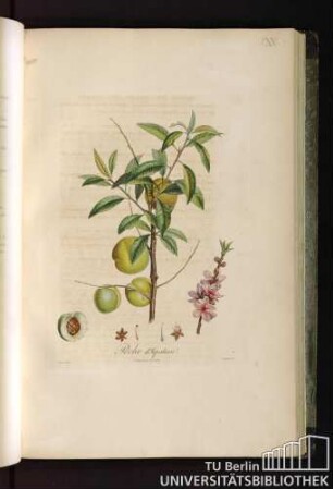 Pl. XX. Peche d'ispahan.