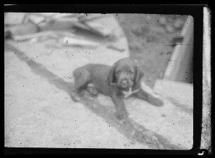 Junger Hund