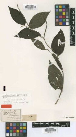 Artanthe poeppigii Miq. [isotype]
