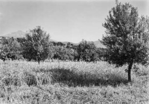 Ölbaum : Ölbäume auf einem Weizenfeld
