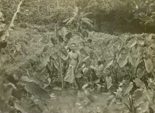 Samoa-Inseln, Taro-Ernte
